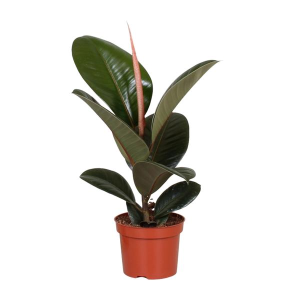 Zimmerpflanzen-Set „Pflegeleicht“ – 3 robuste Zimmerpflanzen – im Set enthalten: Gummibaum ‚Robusta' – Ficus elastica