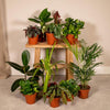 Außenseiterbox – 12 Zimmerpflanzen-Mix – Ø 12 cm