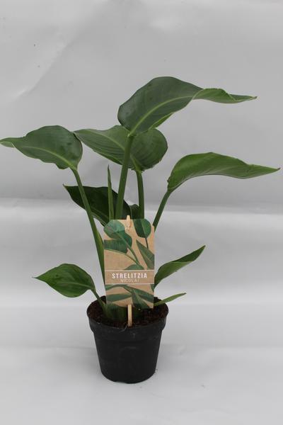 Baumstrelitzie – Strelitzia nicolai