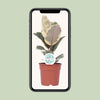 Gummibaum - Ficus Elastica Tineke - ↕ 50 cm - Ø 17 cm