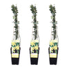 3x Winterjasmin – Jasminum nudiflorum – ↕ 65 cm – Ø 15 cm