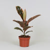 Gummibaum - Ficus Elastica Belize - ↕ 30 cm - Ø 12 cm