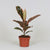 Gummibaum - Ficus Elastica Belize - ↕ 30 cm - Ø 12 cm
