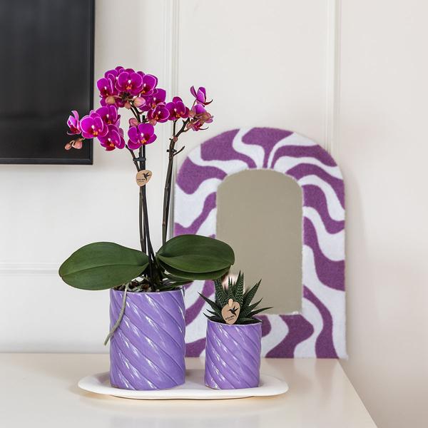 Nachtfalterorchidee - 2er-Geschenkset Optimismus Klein Lila - auf weißem organischen Tablett