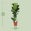 Geigen-Feige - Ficus Lyrata - ↕ 90 cm - Ø 21 cm