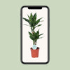 Drachenbaum - Dracaena Janet Lind - ↕ 70 cm - Ø 17 cm