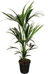 Kentia - Howea Forsteriana - ↕ 100 cm - Ø 21 cm