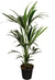 Kentia - Howea Forsteriana - ↕ 100 cm - Ø 21 cm