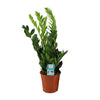 Glücksfeder - Zamioculcas Zamiifolia - ↕ 65 cm - Ø 17 cm