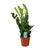 Glücksfeder - Zamioculcas Zamiifolia - ↕ 65 cm - Ø 17 cm