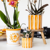 Nachtfalterorchidee - Phalaenopsis Orange - ↕ 40 cm - Ø 9 cm | Painted Stripe-Topf Orange