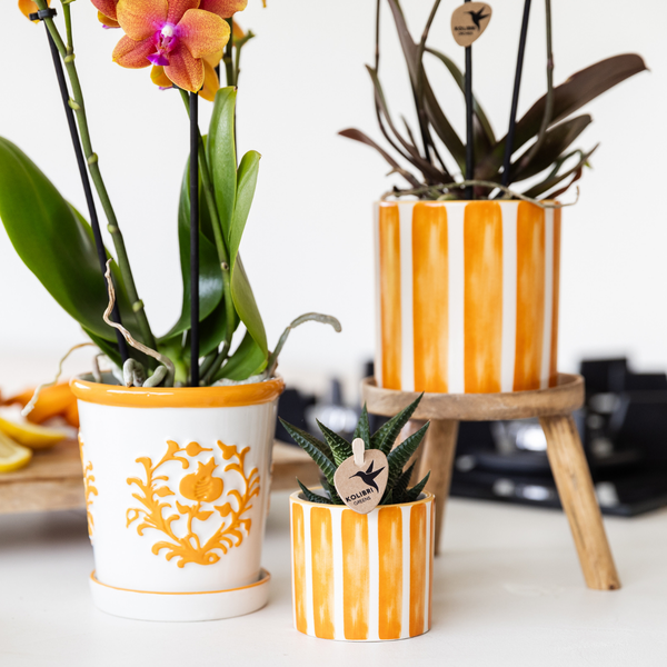 Nachtfalterorchidee - Phalaenopsis Orange - ↕ 40 cm - Ø 9 cm | Painted Stripe-Topf Orange