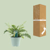 Wurmfarn – Dryopteris affinis 'Fedata' – ↕ 40 cm – Ø 17 cm