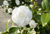 Kamelie – Camellia japonica Nuccio's Gem – ↕ 65 cm – Ø 19 cm