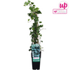 Efeu – Hedera helix – ↕ 65 cm – Ø 15 cm
