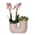Nachtfalterorchidee rosa – Phalaenopsis Orchidee – Andorra & Sukkulente – ↕ 20–35 cm – Ø 9 cm | Tube-Dekotopf Sandfarben