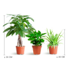 3x Tierfreundliche Zimmerpflanzen - Pachira, Grünlilie & Kaffeepflanze - ↕ 20–35 cm - Ø 12 cm