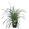 Japan-Segge – Carex morrowii Ice Dance – ↕ 30 cm – Ø 14 cm