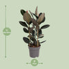 Gummibaum - Ficus Elastica Abidjan - ↕ 110 cm - Ø 27 cm