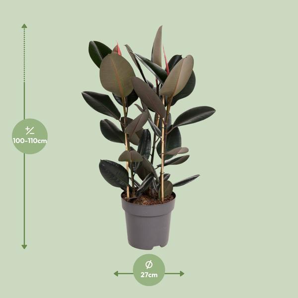 Gummibaum - Ficus Elastica Abidjan - ↕ 110 cm - Ø 27 cm