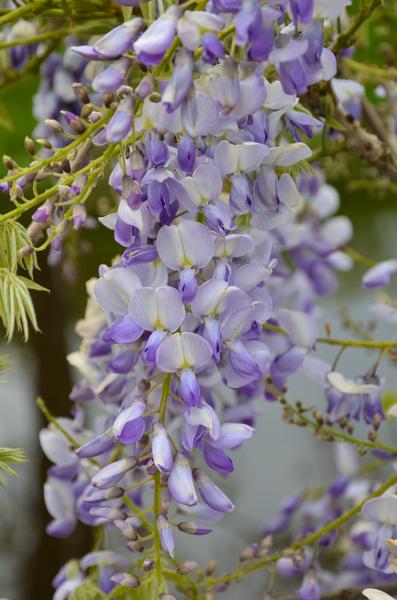 2x Glyzinie – Wisteria sinensis 'Caroline' – ↕ 65 cm – Ø 15 cm