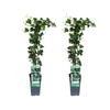 Efeu – Hedera helix – 2 Stück – ↕ 65 cm – Ø 15 cm
