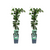 Efeu – Hedera helix – 2 Stück – ↕ 65 cm – Ø 15 cm