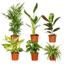 Überraschungsbox – 6 Zimmerpflanzen-Mix – ↕ 25 cm – Ø 12 cm