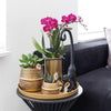 2x Nachtfalterorchidee lila – Phalaenopsis Orchidee – Morelia – ↕ ca. 35–45 cm – Ø 9 cm – COMBI DEAL