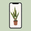 Bogenhanf - Sansevieria Trifasciata Laurentii - ↕ 60 cm - Ø 17 cm