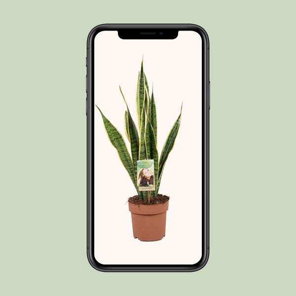 Bogenhanf - Sansevieria Trifasciata Laurentii - ↕ 60 cm - Ø 17 cm