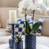 Nachtfalterorchidee weiß – Phalaenopsis Amabilis & Sukkulente – ↕ 20–35 cm – Ø 9 & 6 cm | Candy-Dekotopf Blau