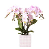 Nachtfalterorchidee - Phalaenopsis Portugal rosa - ↕ 40 cm - Ø 9 cm | Mosa-Ziertopf Rosa
