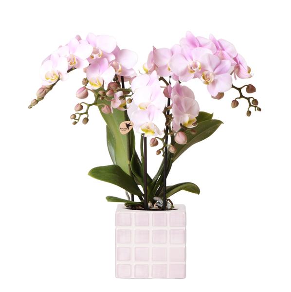 Nachtfalterorchidee - Phalaenopsis Portugal rosa - ↕ 40 cm - Ø 9 cm | Mosa-Ziertopf Rosa