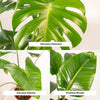 Monstera Deliciosa - ↕ 75 cm - Ø 21 cm + Alocasia Zebrina - ↕ 75 cm - Ø 19 cm + Strelitzia Nicolai - ↕ 85 cm - Ø 19 cm