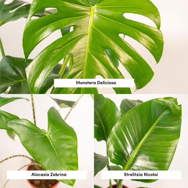 Monstera Deliciosa - ↕ 75 cm - Ø 21 cm + Alocasia Zebrina - ↕ 75 cm - Ø 19 cm + Strelitzia Nicolai - ↕ 85 cm - Ø 19 cm