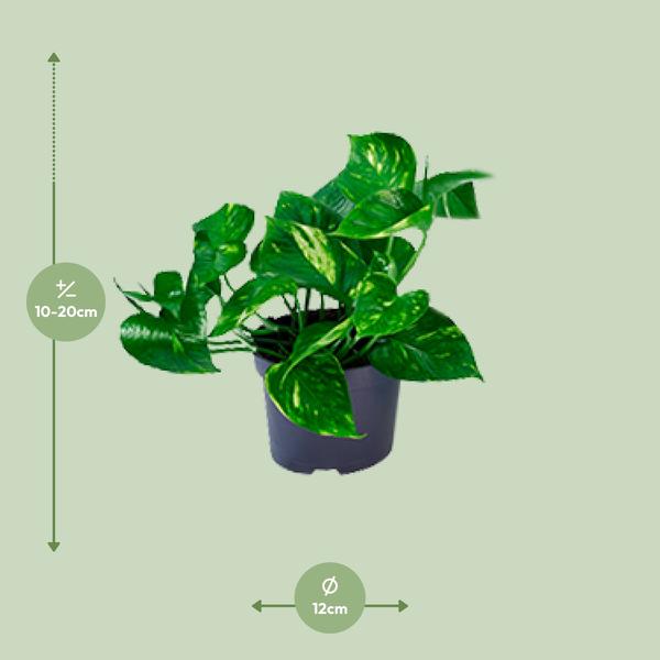 Efeutute - Epipremnum Aureum - ↕ 20 cm - Ø 12 cm
