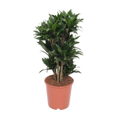 Drachenbaum ‚Compacta' – Dracaena fragrans