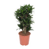 Drachenbaum - Dracaena Compacta - ↕ 80 cm - Ø 24 cm