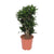 Drachenbaum - Dracaena Compacta - ↕ 80 cm - Ø 24 cm