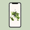 Efeutute - Epipremnum Aureum - ↕ 25 cm - Ø 15 cm