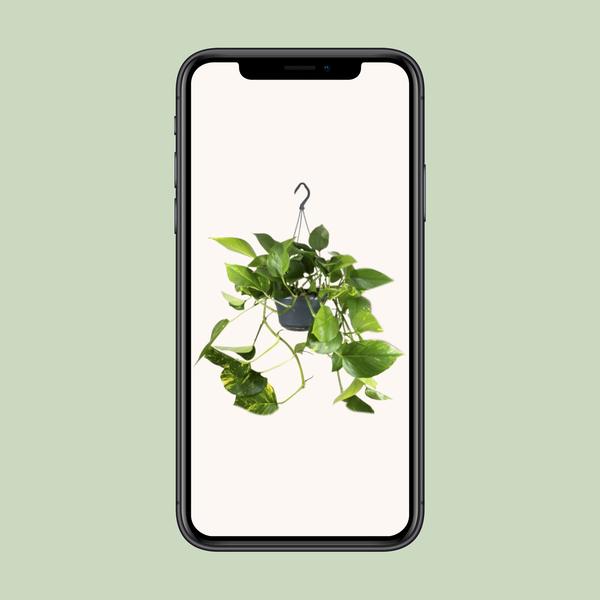 Efeutute - Epipremnum Aureum - ↕ 25 cm - Ø 15 cm