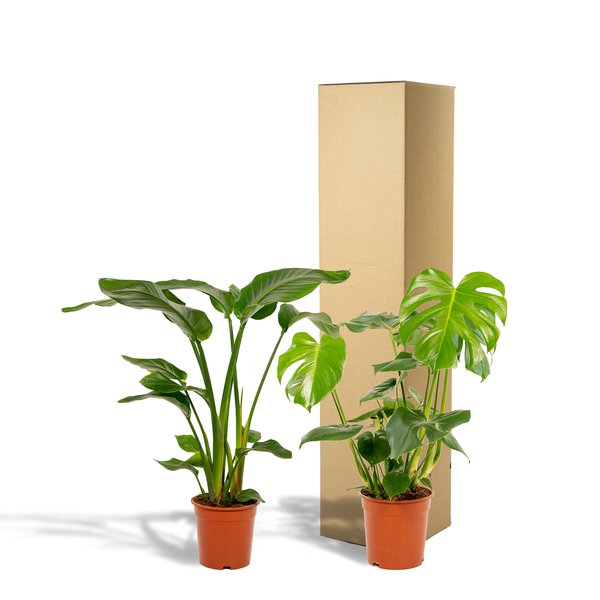 Strelitzia Nicolai - ↕ 85 cm - Ø 19 cm + Monstera Deliciosa - ↕ 75 cm - Ø 21 cm