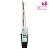 Schlingknöterich – Fallopia baldschuanica – ↕ 65 cm – Ø 15 cm