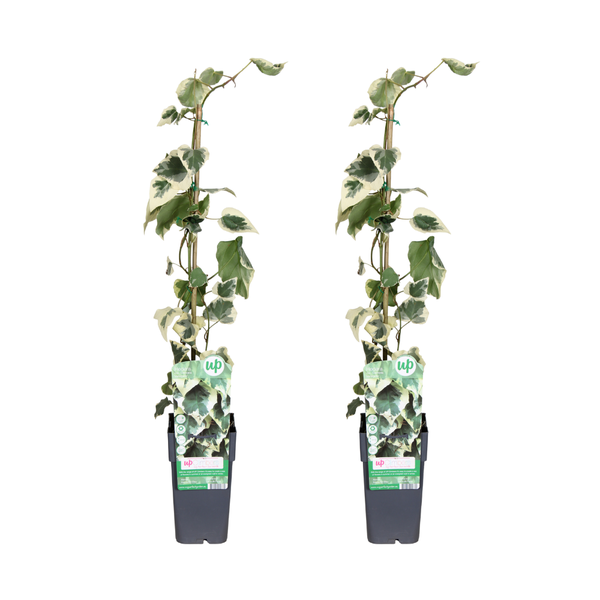 Hedera Dentata Variegata – Weißbunte Kaukasus-Efeu – 2 Stück – ↕ 65 cm – Ø 15 cm