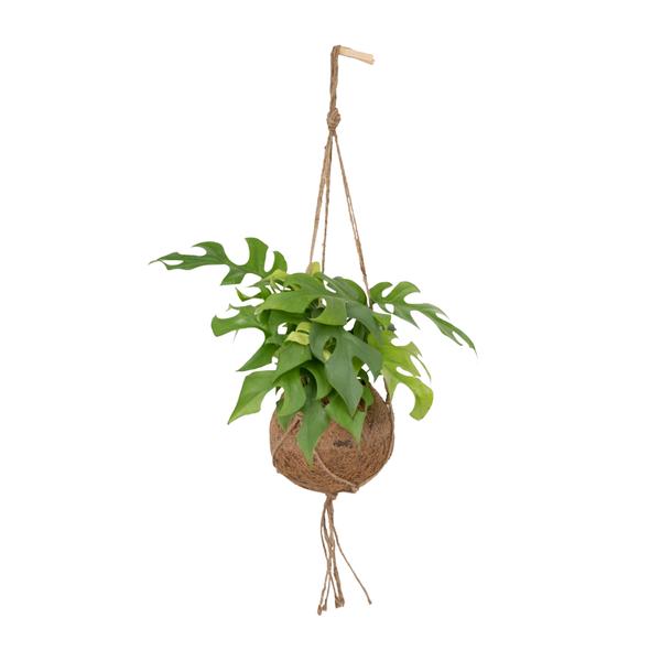 Fensterblatt - Monstera Minima - ↕ 25 cm - Ø 15 cm | Kokodama Hängetopf
