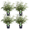 4x Bambus – Fargesia rufa – ↕ 60 cm – Ø 19 cm