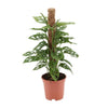 Fensterblatt - Monstera monkey - ↕ 60 cm - Ø 17 cm