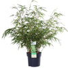 Schirmbambus – Fargesia rufa