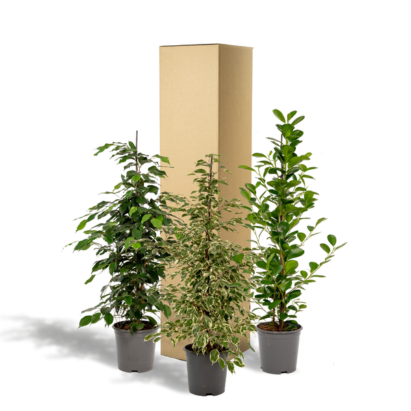Ficus-Set: Benjamina Danielle, Benjamina Twilight & Microcarpa Moclame - ↕ 95 cm - Ø 21 cm